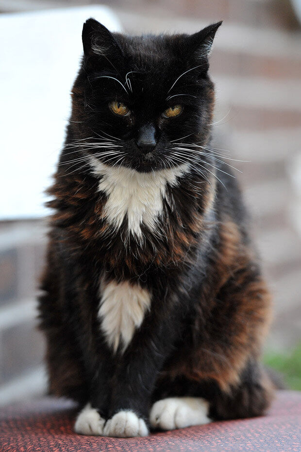 oldest cat