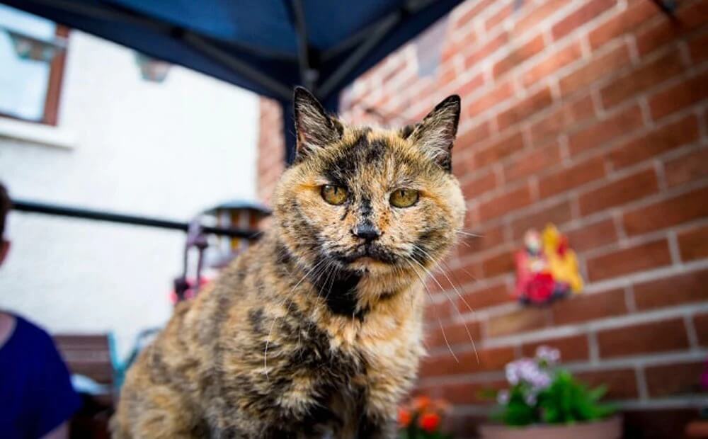 oldest cat