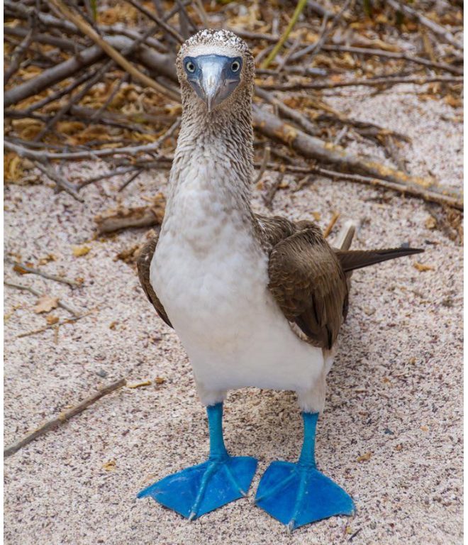 This 10 cute fluffy creatures will make you smile the widest, with their funny and unusual acts