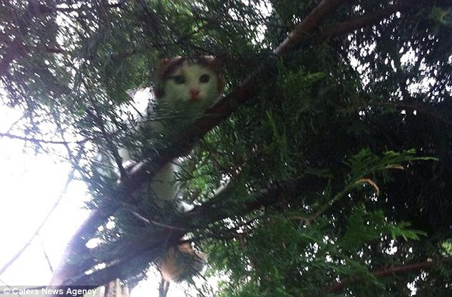 in just 12 months the tortoise shell pet has also been stuck up trees, trapped on a shed roof, wedged under a fence