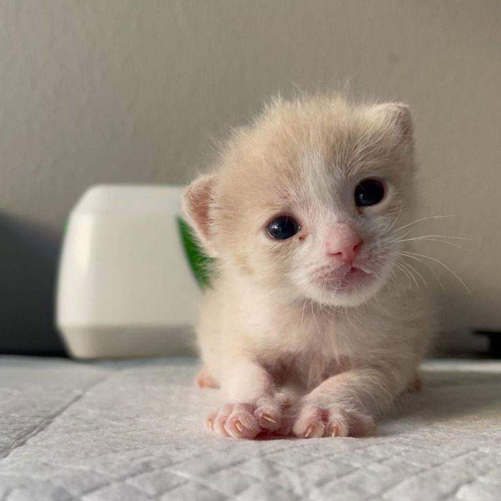 a-couple-of-kittens-had-been-left-inside-a-house-by-his-mother-1