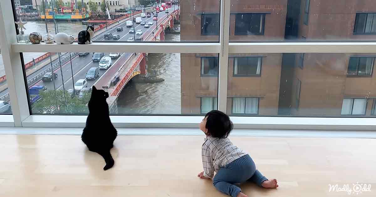 Baby and cat