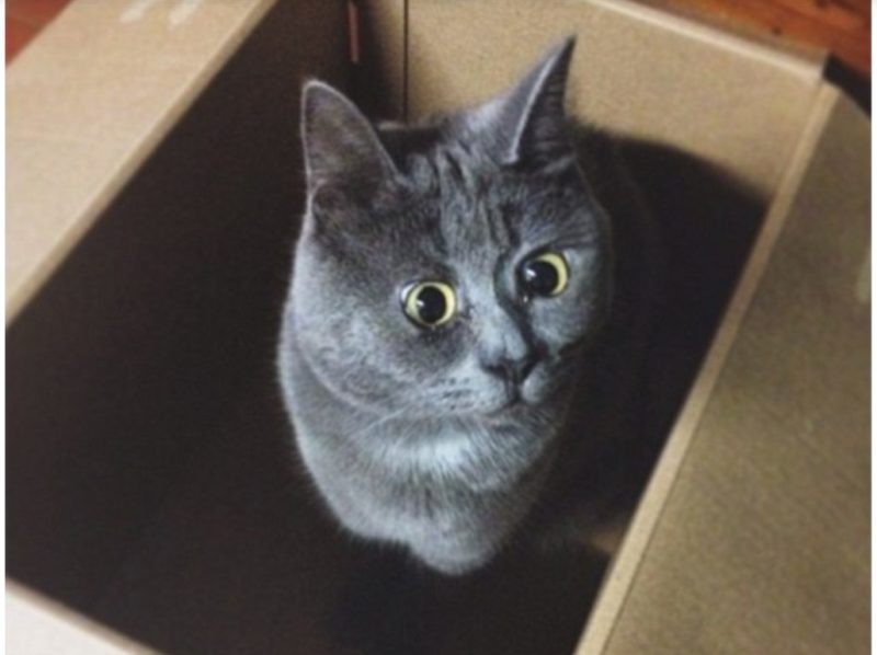 This kitty is very famous for his eternally surprised facial expression: he is extremely happy now