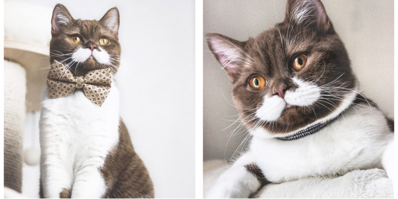 This nice white-mustached cute Gringo cat goes viral on Instagram: he is quite adorable