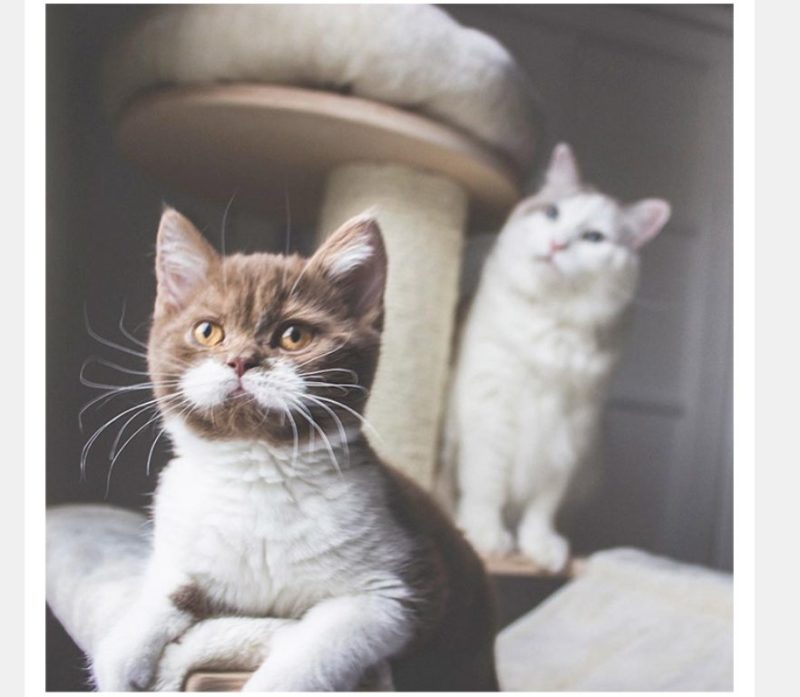 This nice white-mustached cute Gringo cat goes viral on Instagram: he is quite adorable