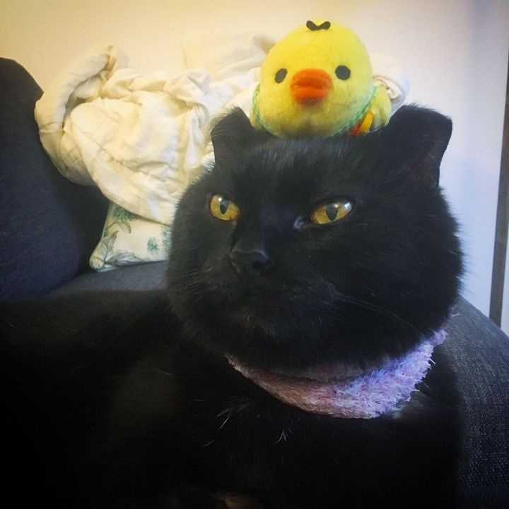 cat bird toy buddy