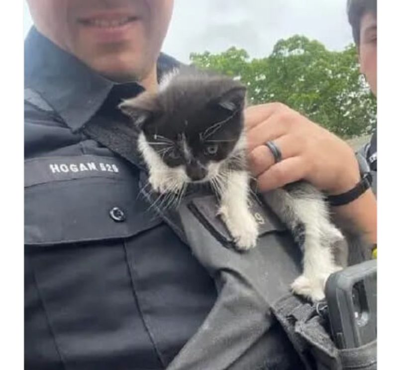  Kindhearted policemen took care of a tiny kitten found from a car engine section: soon he was adopted