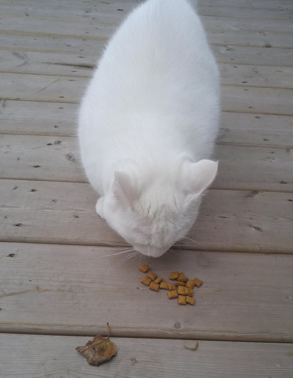 Cat Visits Neighbor Everyday For Food And Love