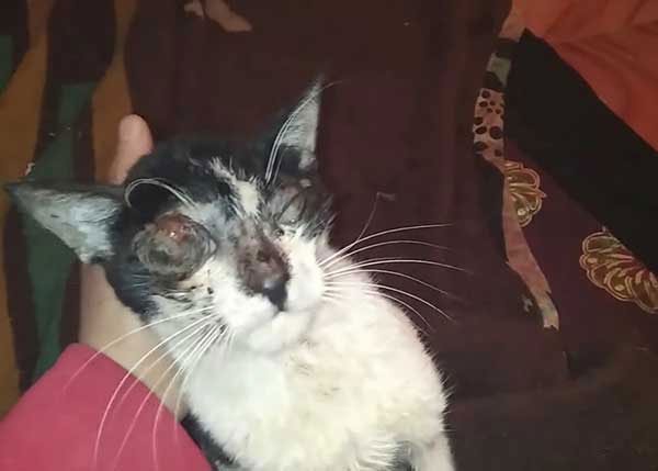 rescue-the-blind-cat-injured-after-being-hit-by-a-car-it-wants-to-live-one-more-time-3