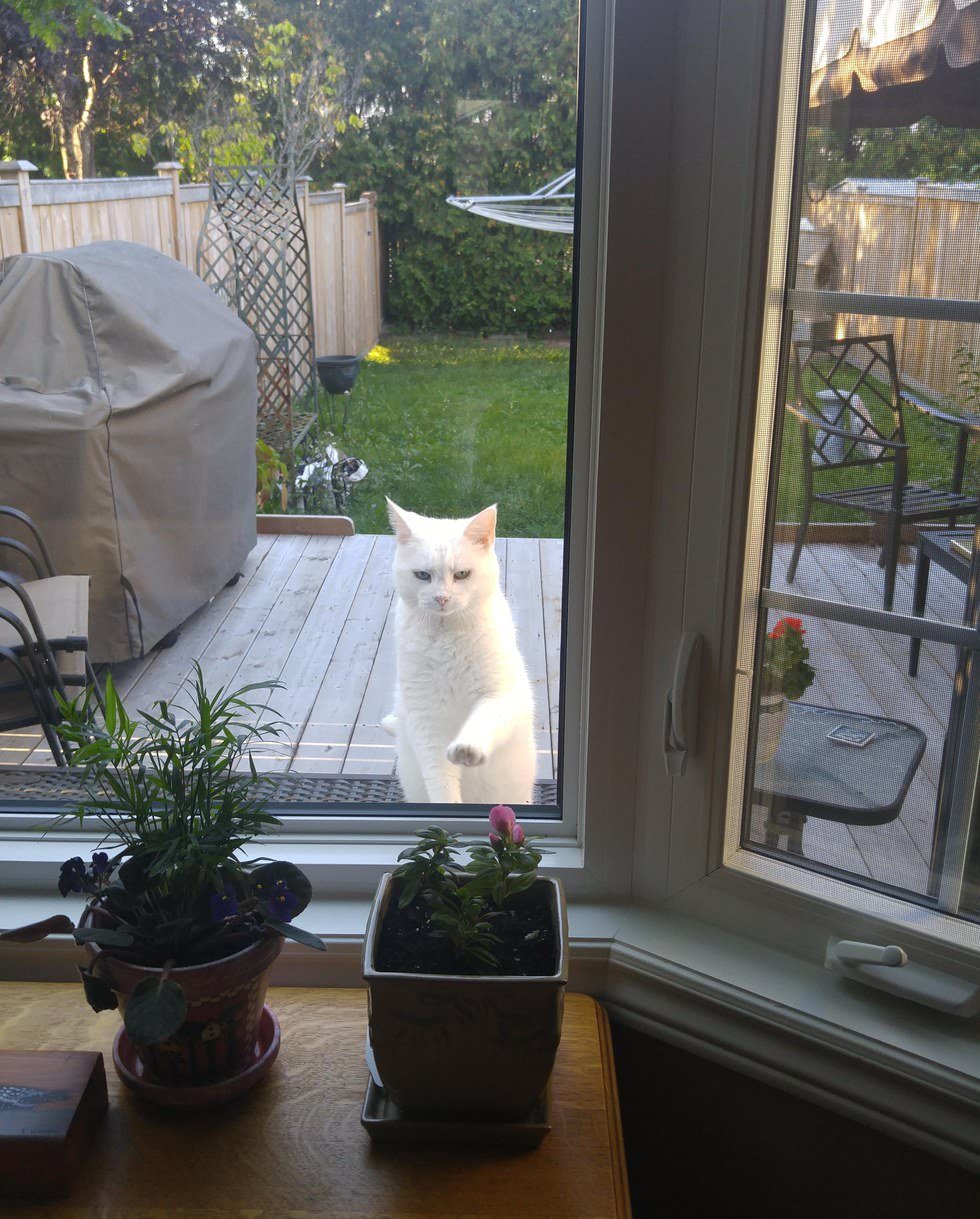 Cat Visits Neighbor Everyday For Food And Love