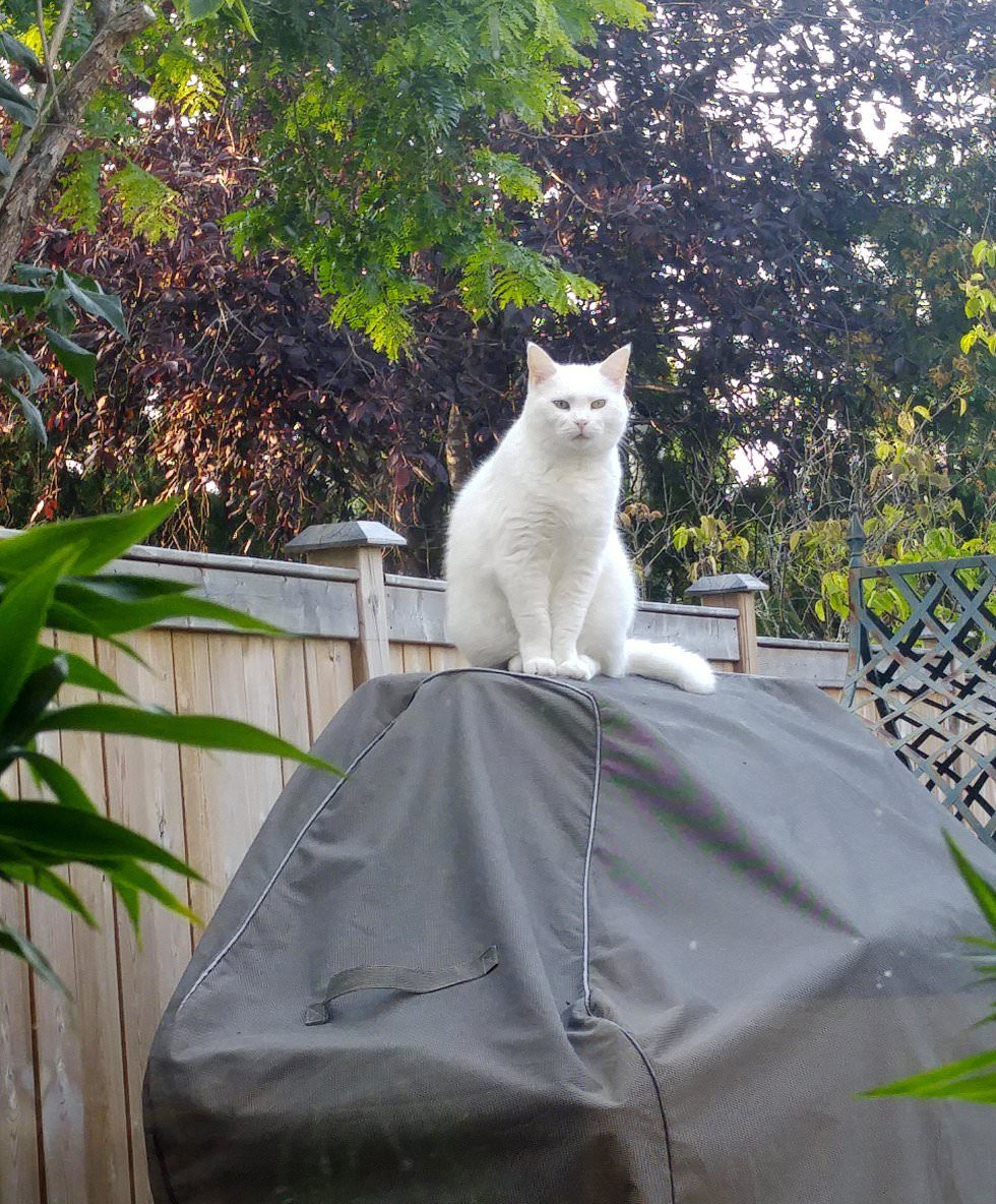 Cat Visits Neighbor Everyday For Food And Love