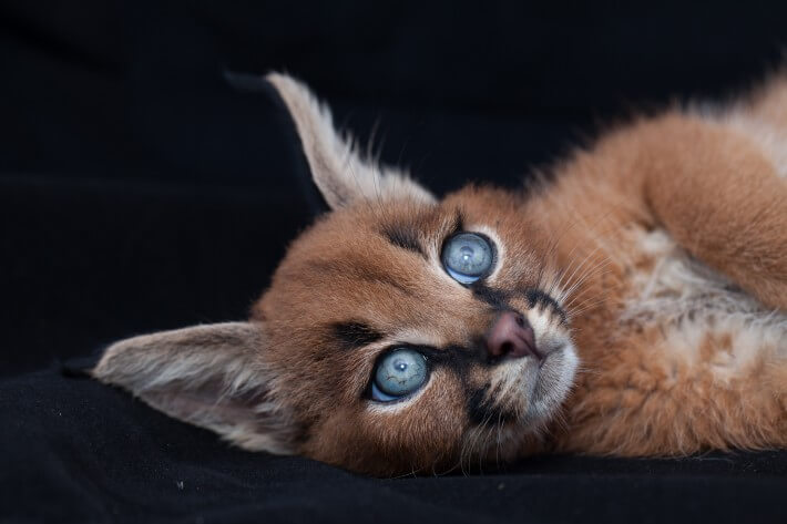 Wonderful kittens that you can fall in love with recklessly - caracals