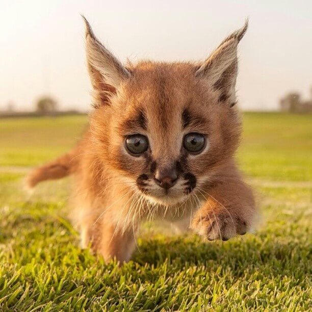 Wonderful kittens that you can fall in love with recklessly - caracals