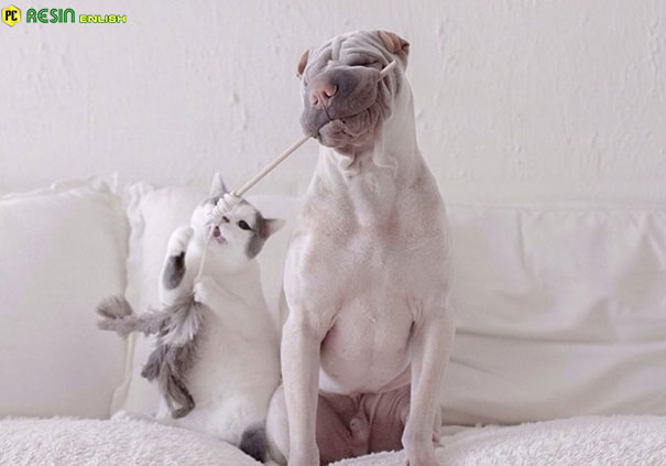 worlds-most-photogenic-shar-pei-and-his-cat-are-the-best-friends-ever-1