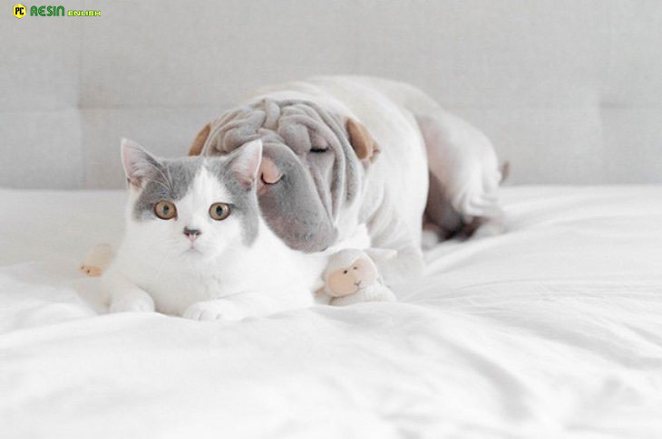 worlds-most-photogenic-shar-pei-and-his-cat-are-the-best-friends-ever-2