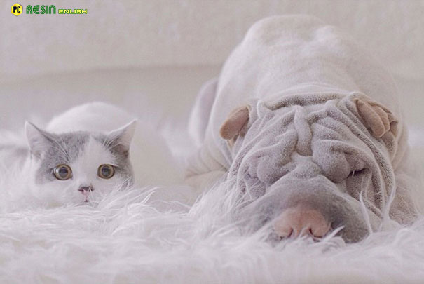 worlds-most-photogenic-shar-pei-and-his-cat-are-the-best-friends-ever-3