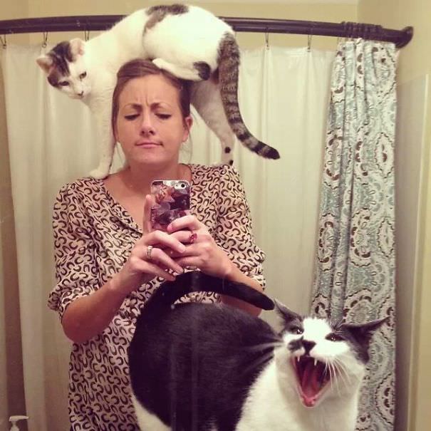 cats hate taking selfies