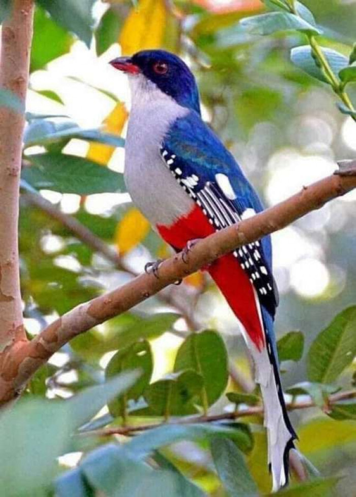 10 Most Beautiful Birds in the World You Must See