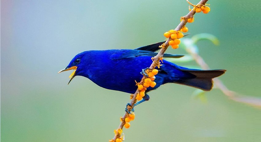 Meet the Grandala Coelicolor, a spectacular bird with mesmerizing blue plumage