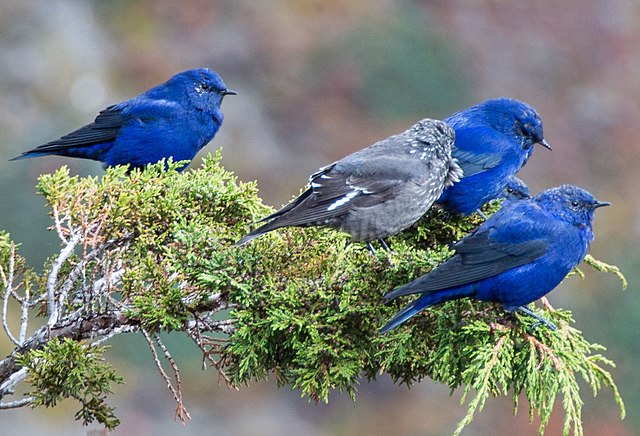 Meet the Grandala Coelicolor, a spectacular bird with mesmerizing blue plumage