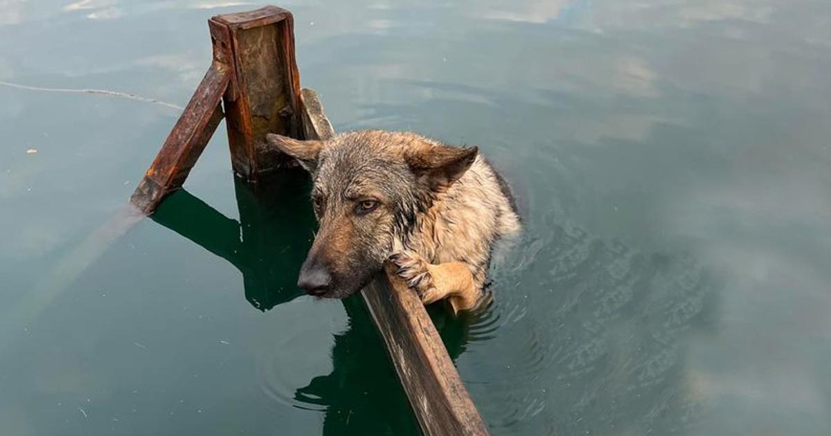 The dog clings to the shores of Lake Lytham after bеing cаught in thе wаtеr аt night