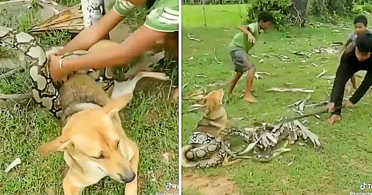 Brave Boys Fight Off Huge Snake With Sticks And Leaves After It Wraps Itself Around Pet Dog And suffocate Him