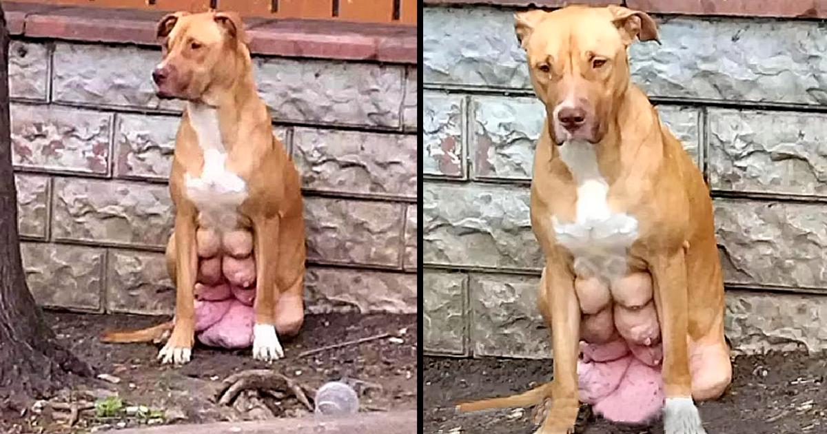 Pregnant Dog With Breasts About To Burst, Found Waiting For Owner Who Dumped Her