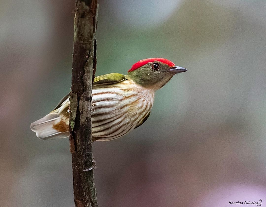 Ronaldo Lopes Oliveira on Instagram: “Tangará-rajado (Machaeropterus regulus)  English name: Striped Manakin Porto de Sauípe - Bahia- B… in 2024 |  Ronaldo, Bahia, Instagram