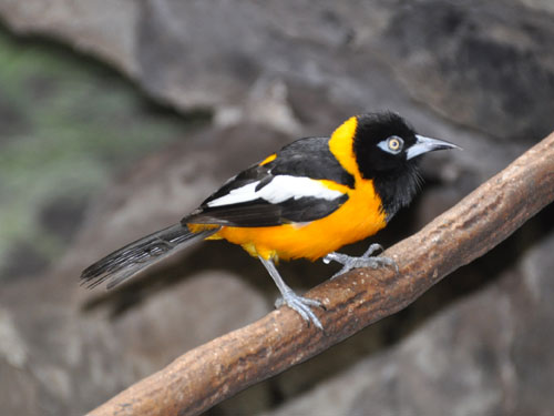 Icterus icterus / Troupial in zoos