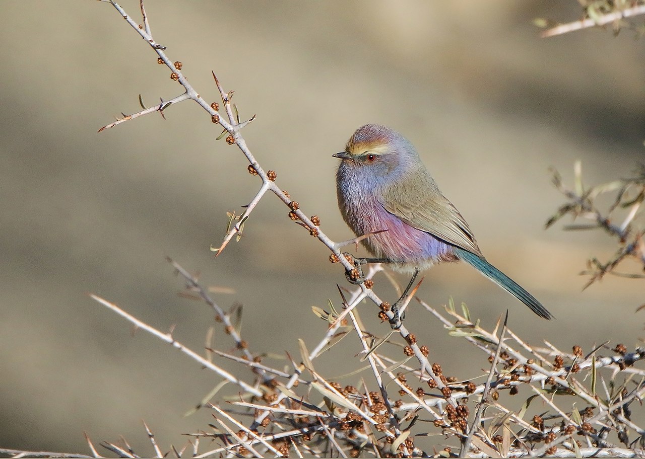 File:White-browed Tit Warbler (Leptopoecile sophiae) (48123313688).jpg -  Wikimedia Commons