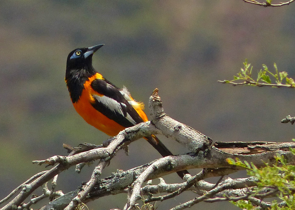 Turpial Real, Venezuelan Troupial (Icterus icterus) | Flickr