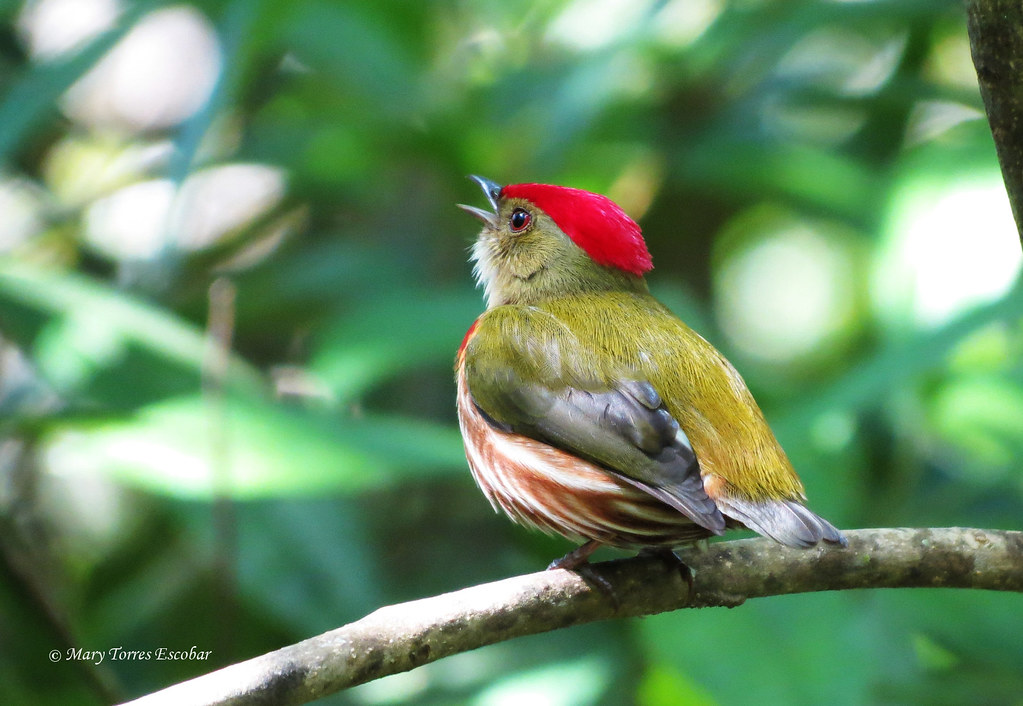 Machaeropterus regulus | Nombre cientifico: Machaeropterus r… | Flickr