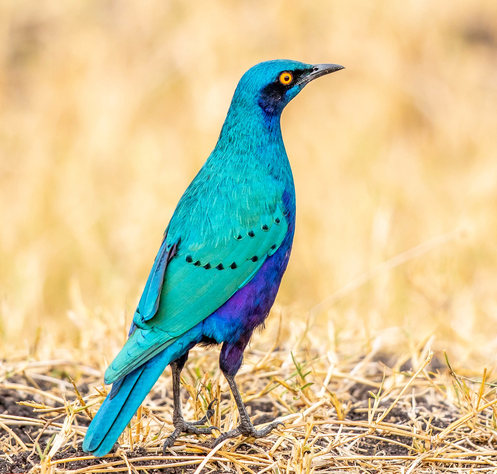 Greater Blue-eared Starling (Lamprotornis chalybaeus) | Flickr