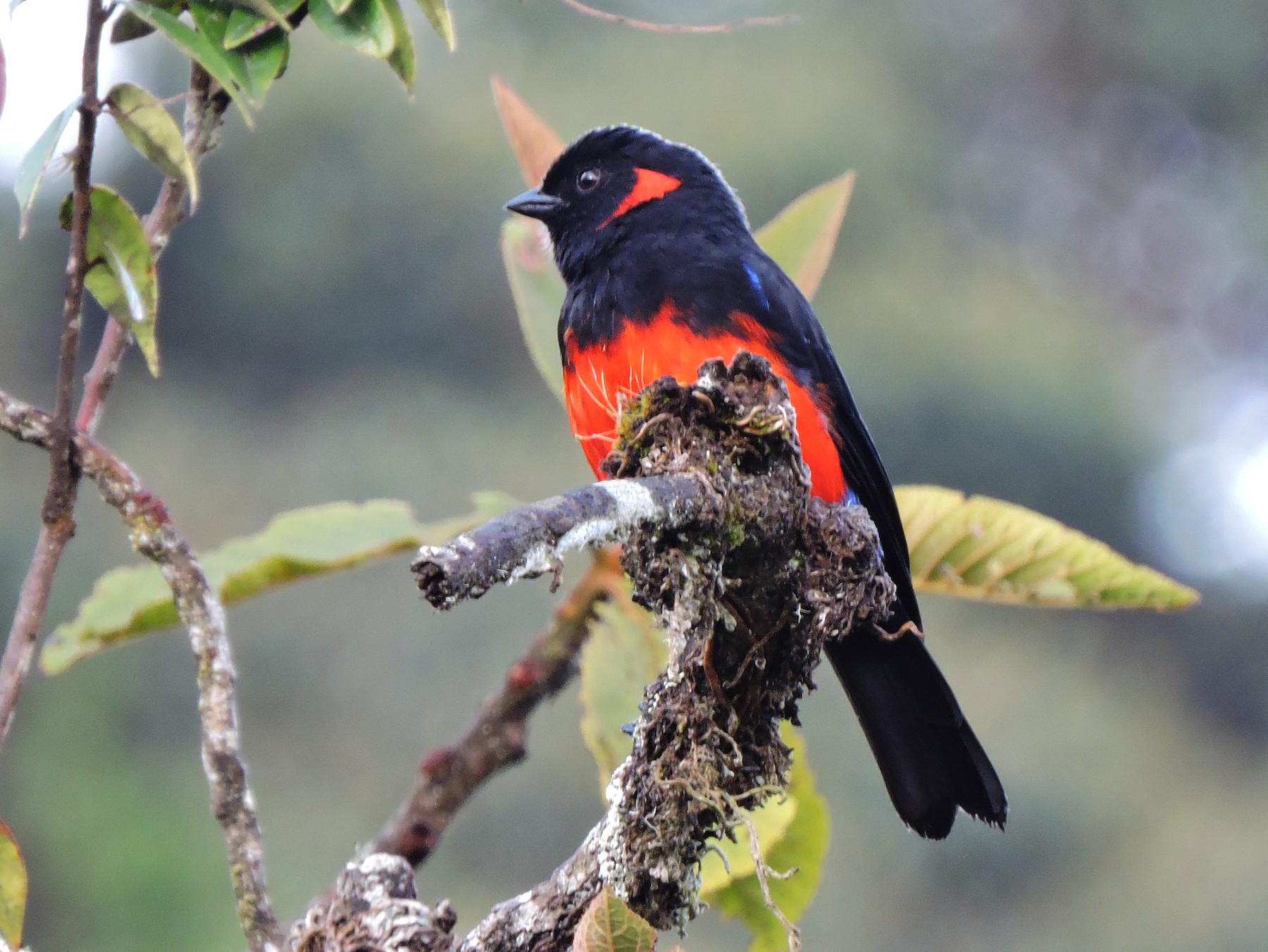 Scarlet-bellied Mountain Tanager - eBird