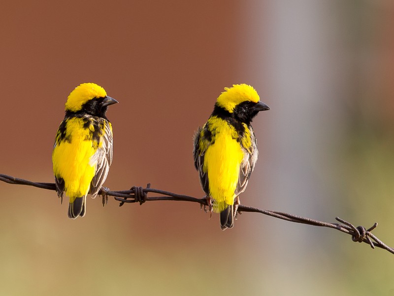 African Bird Club