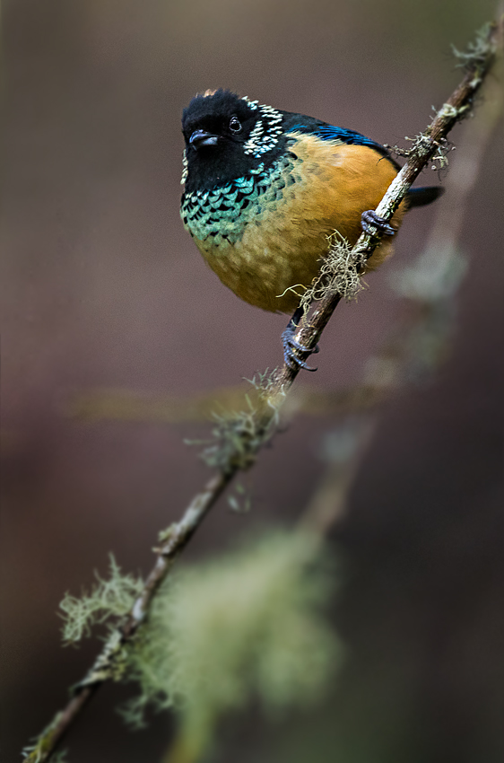 Spangle-cheeked Tanager (Tangara dowii) - EcoRegistros