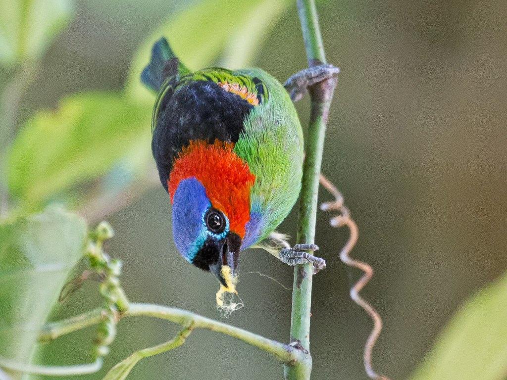 Red-necked Tanager (Tangara cyanocephala) - male | Botanical… | Flickr