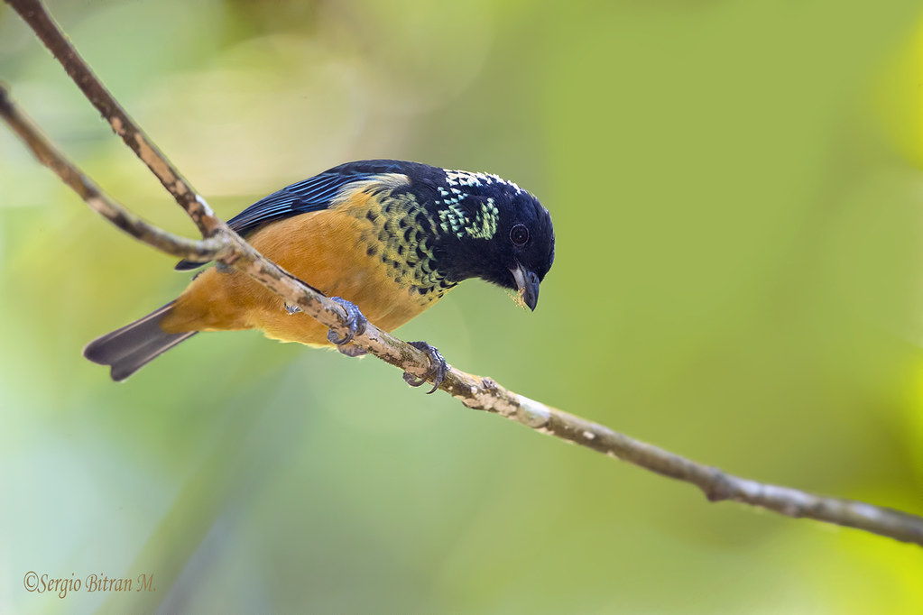 Spangled-cheeked Tanager. Tangara dowii. Tangara caripinta… | Flickr