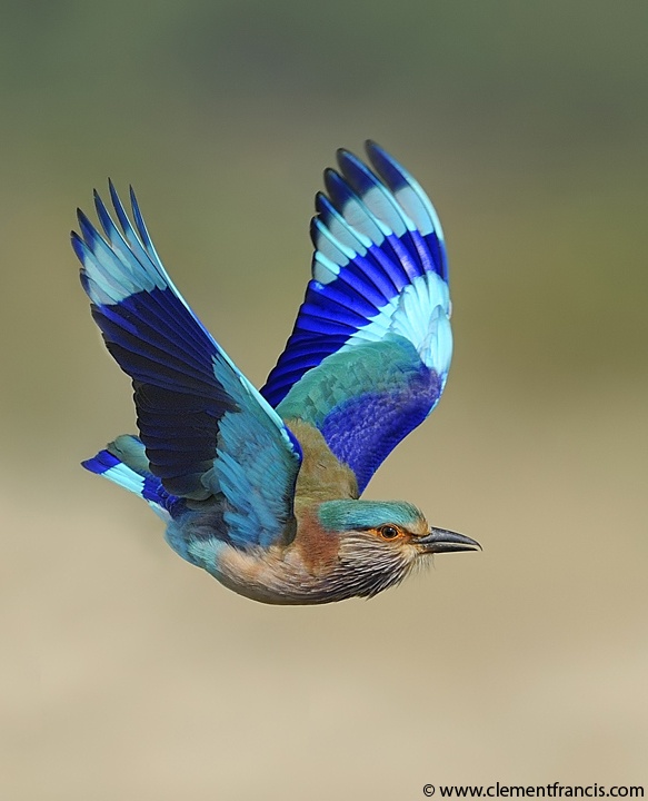 INDIAN ROLLER - Coracias benghalensis affinis . . . NE India, Myanmar,  Thailand, Indochina. | Beautiful birds, Nature birds, Colorful birds