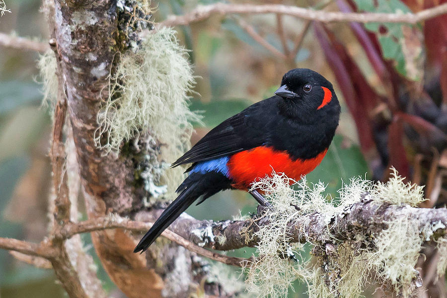 Scarlet-bellied Mountain-tanager #3 by Juan Jose Arango