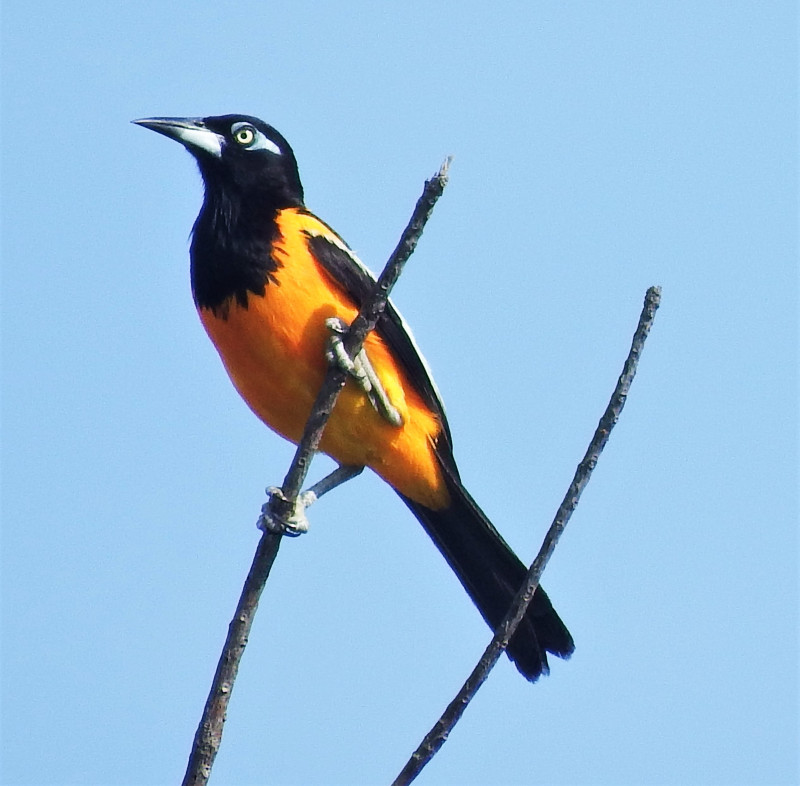 Photo - Venezuelan Troupial ssp icterus - Icterus icterus icterus -  Observation.org