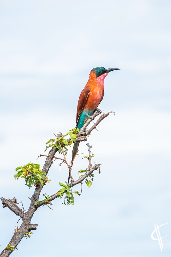 Photo - Southern Carmine Bee-eater - Merops nubicoides - Observation.org