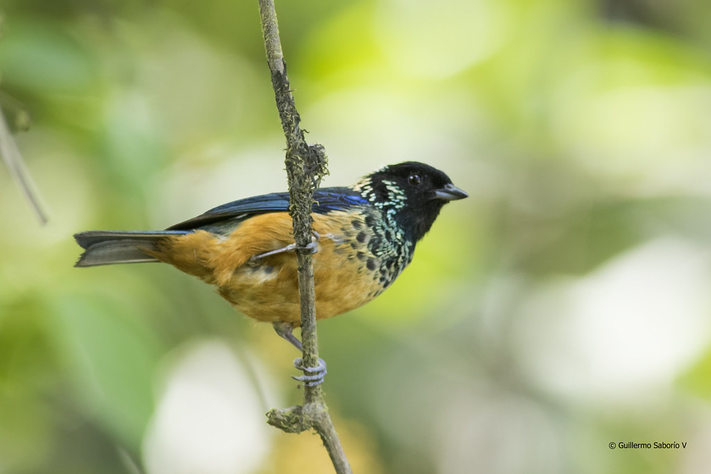 Spangle-cheeked Tanager (Tangara dowii) | Gmo_CR | Flickr