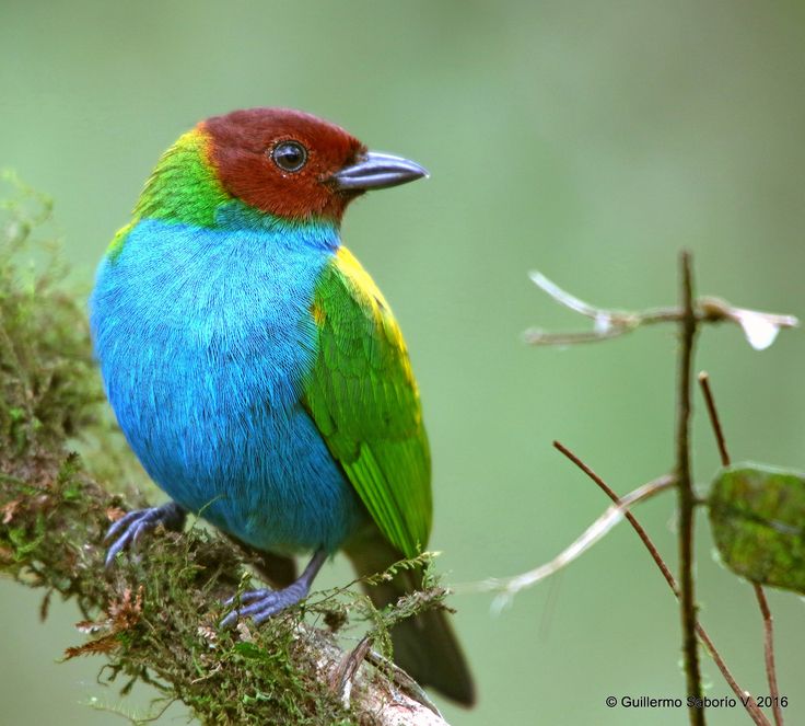 Tangara gyrola / Bay-headed Tanager / Tangara Cabecicastaña