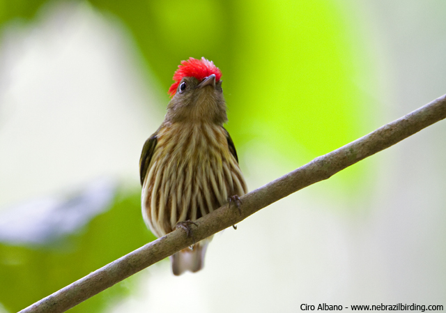 Eastern Striped Manakin - Machaeropterus regulus | Ituberá -… | Flickr