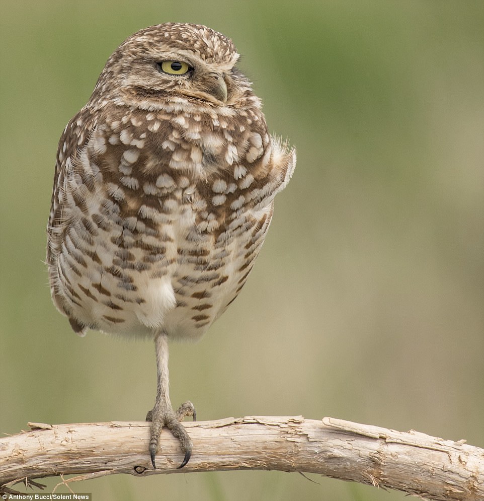 The owls put one leg inside their feathers to keep warm during periods of rest and alternate so as to prevent strain to one leg