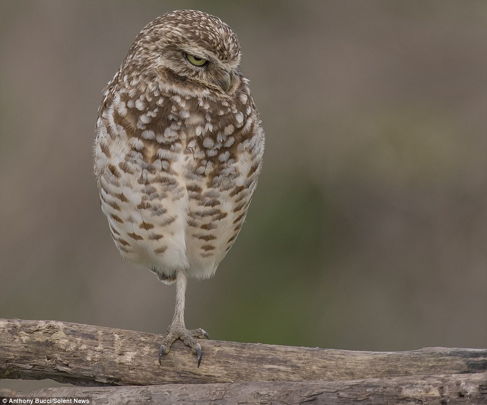 The pictures taken in Richmond show the owl looking annoyed as it ruffled its feathers and tried to catch some sleep 