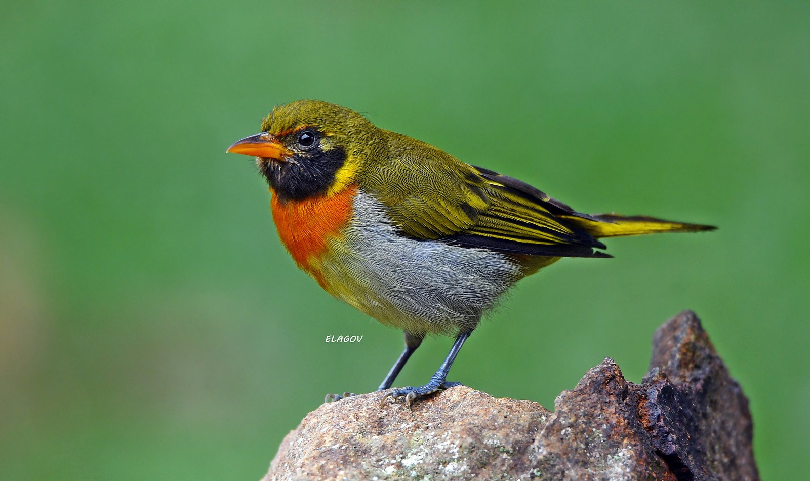 Tangara guirá Hemithraupis guira | La Aurora de medio Dapa-V… | Flickr