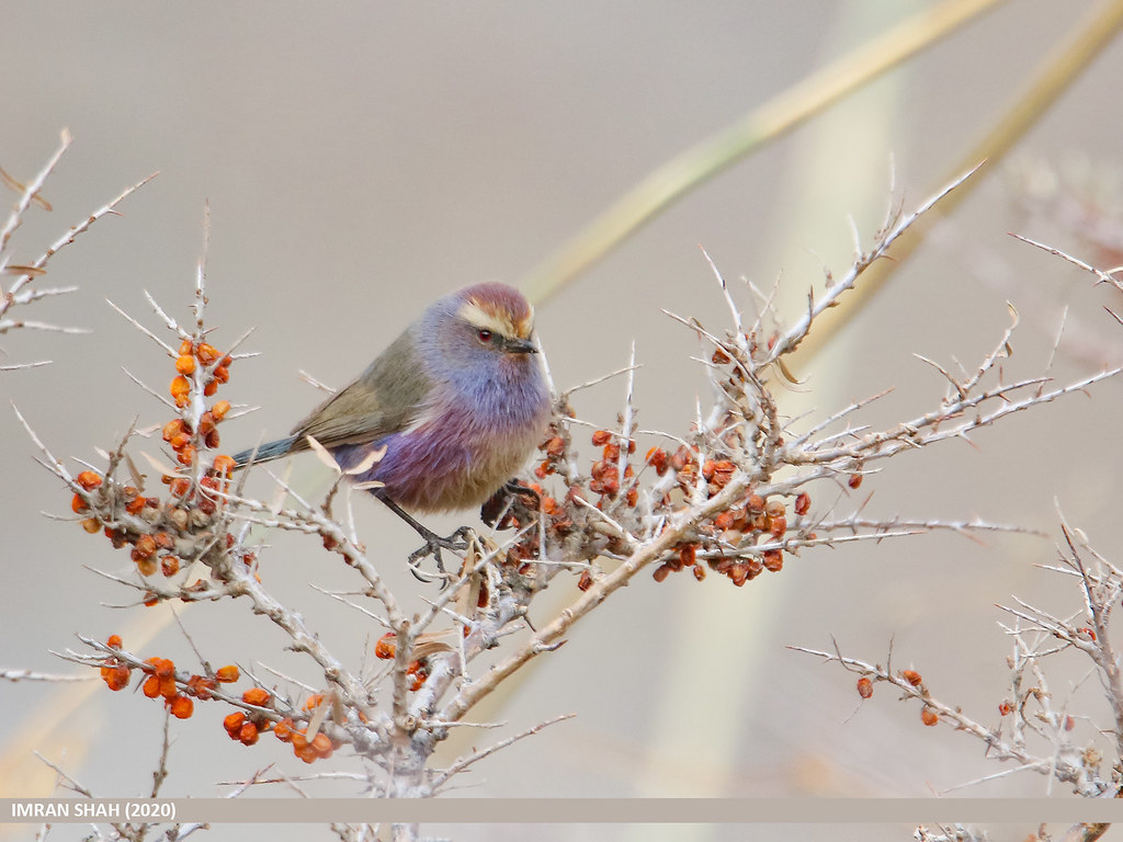 White-browed Tit Warbler (Leptopoecile sophiae) | White-brow… | Flickr