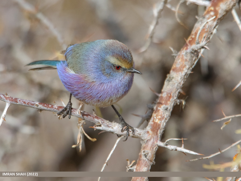 White-browed Tit Warbler (Leptopoecile sophiae) | White-brow… | Flickr